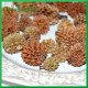 Susz CASURINA szyszeczki naturalne 65 gr  420687