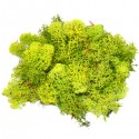 Chrobotek reniferowy 100g. jasno zielony mech ozdobny woreczek