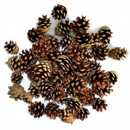 Szyszki naturalne sosnowe 3-5cm/50szt.