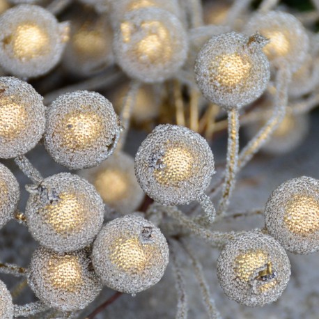 Dzika róża oszroniona biała podwójna gałązka 40 owoców