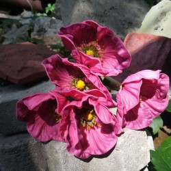 Anemon bukiet z pianki kwiat łodyga 5 sztuk RÓŻ