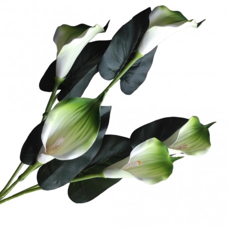Kalla piankowa biała - główka kwiatowa