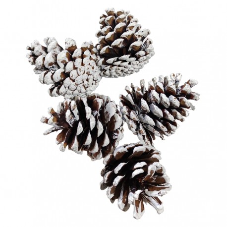 Szyszki bielone DUŻE  6-8cm/5szt.