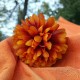 Chryzantema mini POMARAŃCZOWO-BRĄZOWA - główka kwiatowa 12szt.