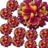 Chryzantema mini BORDOWO-KREMOWA - główka kwiatowa 12szt.