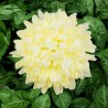 Chryzantema STRZĘPIASTA duża CYTRYNOWA - główka kwiatowa 14cm