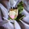Róża krótka 28 cm kremowo-różowa, duża główka