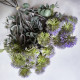 Bukiet eukaliptus i czosnek - 34cm - fiolet