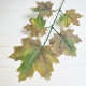 Zestaw 12szt Liścia jesiennego klonu, omszały, zielono-brązowy 59cm