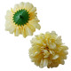 Chryzantema mini WRZOSOWA - główka kwiatowa 12szt.